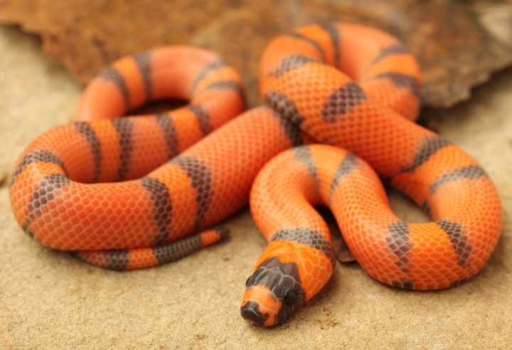 Hypomelanistic Honduran Milk Snake